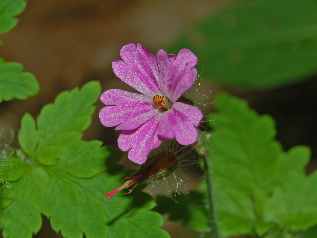 Geranium robertianum / Geranio di S.Roberto